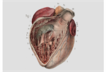 A HISTORY OF HEART FAILURE—AND RECOVERY