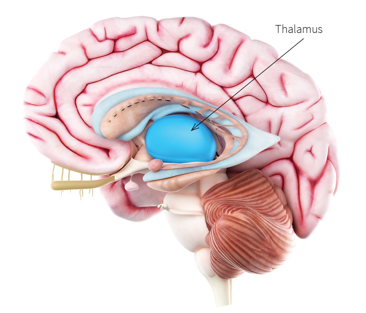 The brain’s thalamus, shown here, helps make it physical movement possible.